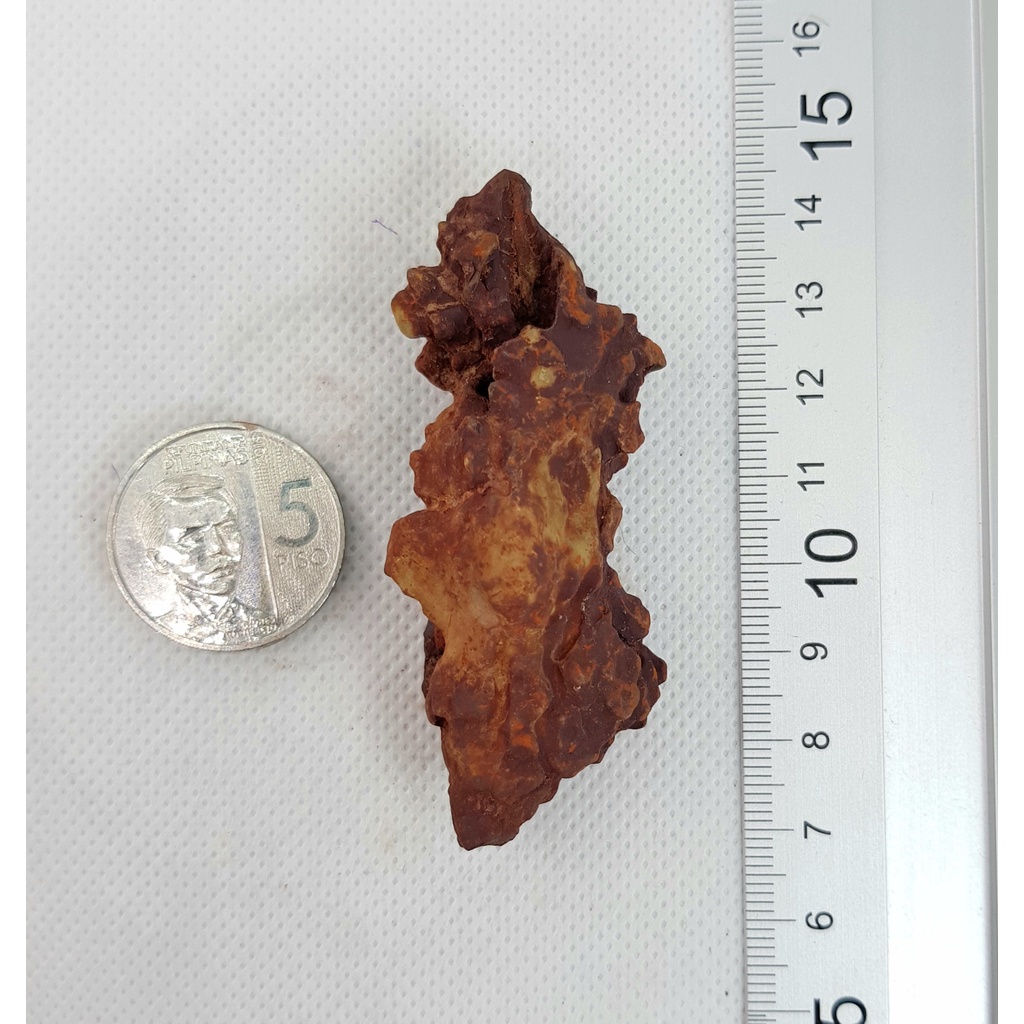 Coprolite Fossil from Morocco - Fossilized Dung - Fossilized Feces ...