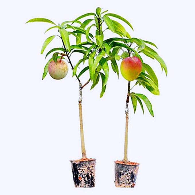 Mango Trees Jinhuang Mango Trees Vietnam Green Peel Big Mango Crisp