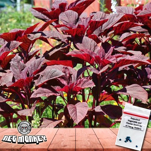 Red Amaranth / Kulitis ( 30 Seeds ) | Shopee Philippines