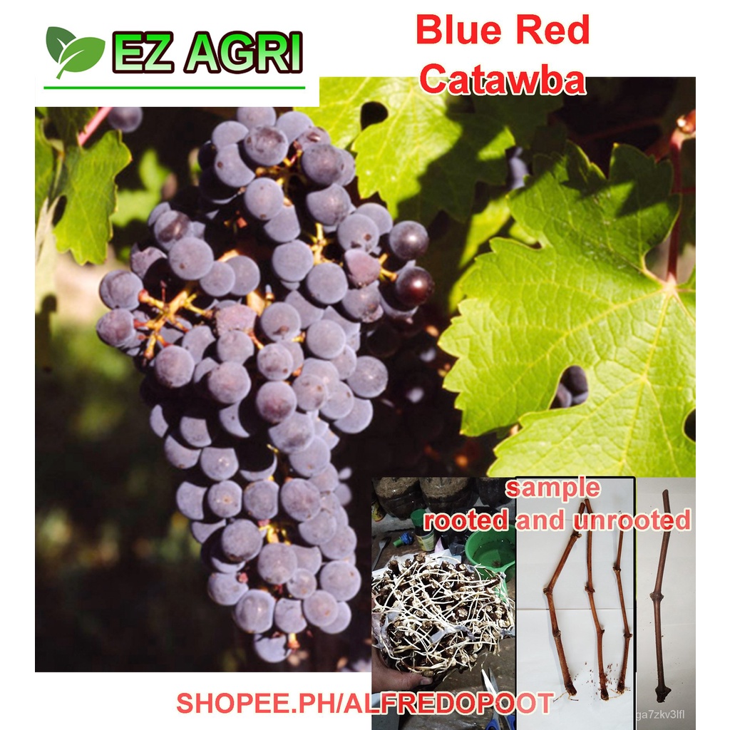 EZ Fast SHIPPING Grape Cuttings Red Cardinal White Muscat of Alexandria