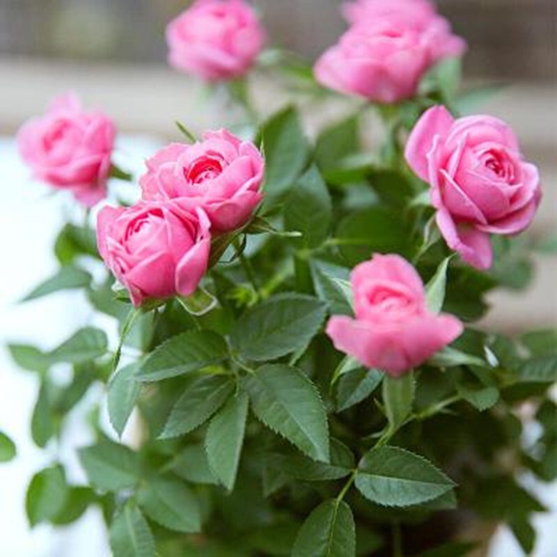 Drunk Flower Spring Rose Seedlings with Pot Rose Pot Mini Rose Pot Rose