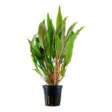 Cryptocoryne aponogetifolia & Wendtii Green -lowtech (non
