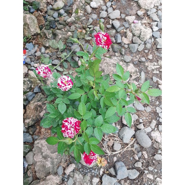 piti mini(small) | Shopee Philippines