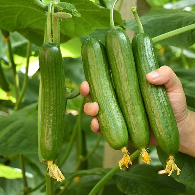 Hybrid Fruit Cucumber Pipino Vegetable Seeds ( 18 seeds ) - Basic Farm ...