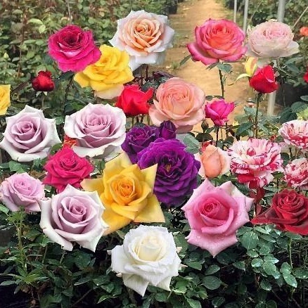 M&A 50 seeds Mixed-colors Beautiful Rose Flower seeds for planting ...