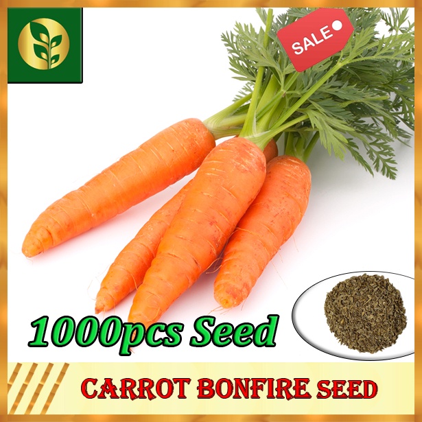 Carrot Seeds Carrots Seeds Vegetable Seeds Golden Plant and Seed