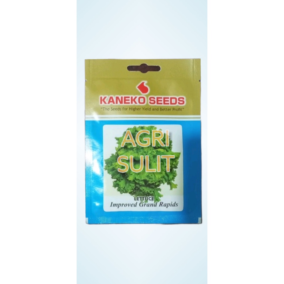 IMPROVED GRAND RAPID LETTUCE SEEDS 2 GRAMS OR 2,000 SEEDS (KANEKO ...