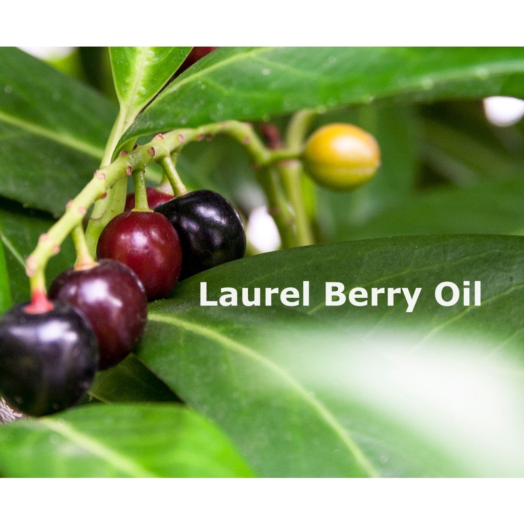 Laurel Berry Oil AUTHENTIC & PURE (Turkey) | Sapology Soap Making ...