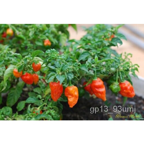 flower seeds BHUT JOLOKIA * GHOST PEPPER BULK 100 WORLDS HOTTEST * 1