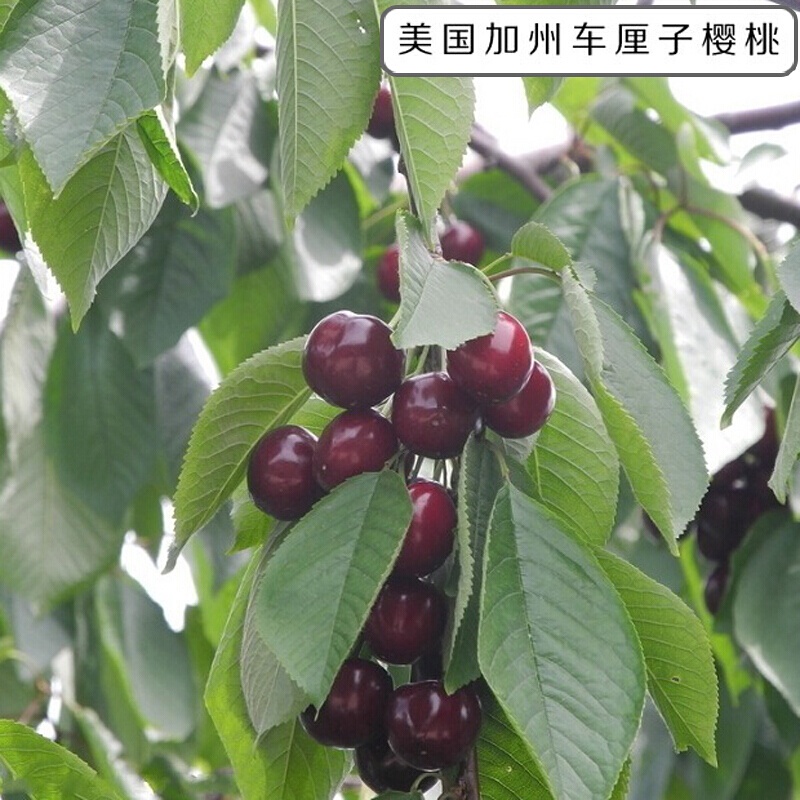 Cherry Sapling Cherry Tree Bear Fruit In Current Year Planting Large