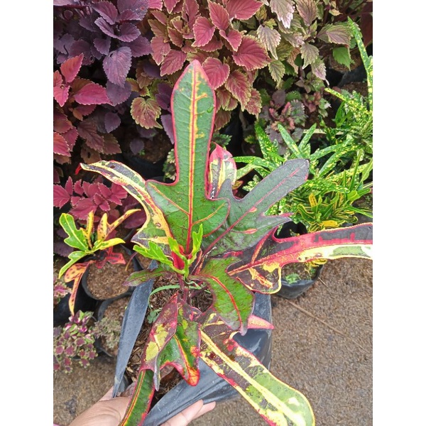 Crotons different variety seed polybag Shopee Philippines