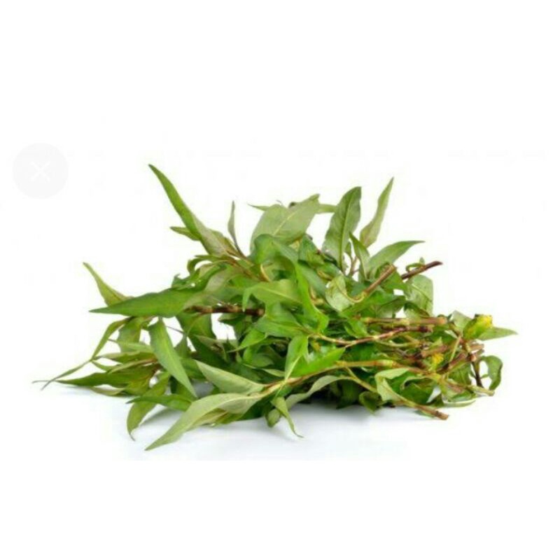 Vietnamese Coriander Dried Leaf, Laksa Dried Leaf Shopee Philippines