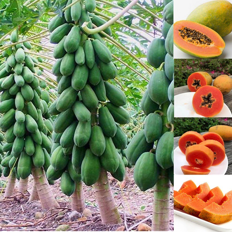 10Pcs Papaya Seeds Maradol Dwarf Papaya Tree Seeds High Germination Best  Organic Sweet Fruits | Shopee Philippines