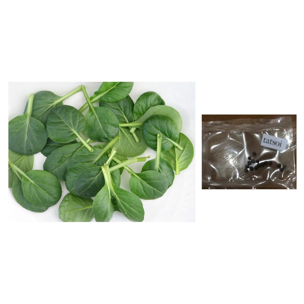 tatsoi leafy vegetable plant seeds Shopee Philippines