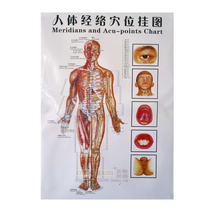 3pcs 50*80cm Meridians and Acu-points chart acupuncture massage wall