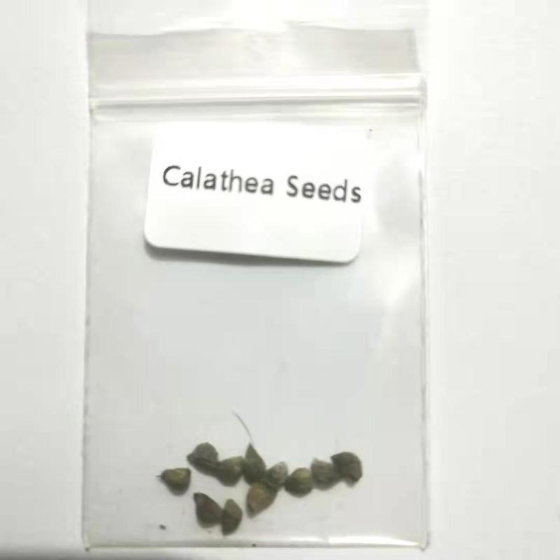 efeu hat gelbe bltter Efeu 'Goldheart' - Hedera helix Goldheart
