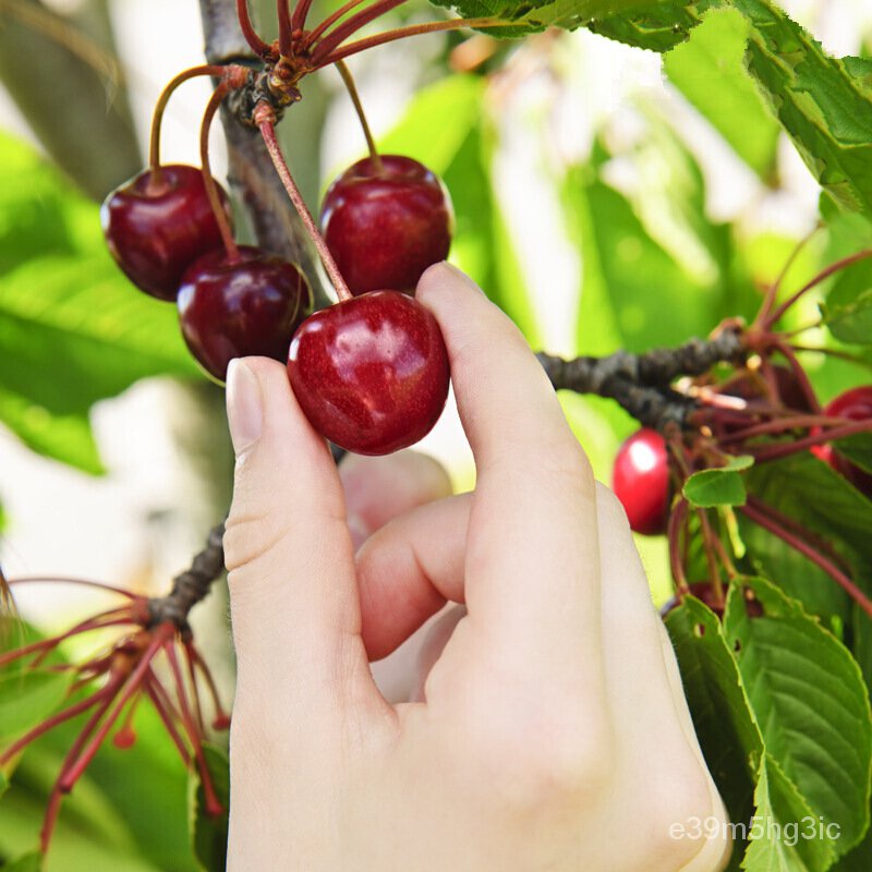 Cherry Sapling Cherry Tree Bear Fruit In Current Year Planting Large