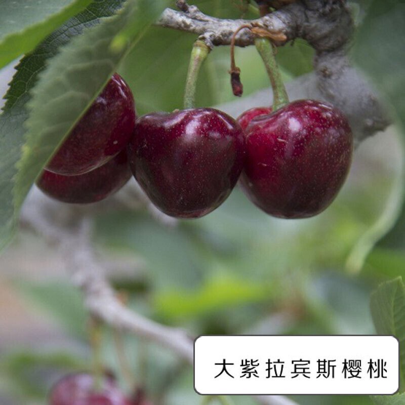 Cherry Sapling Cherry Tree Bear Fruit In Current Year Planting Large