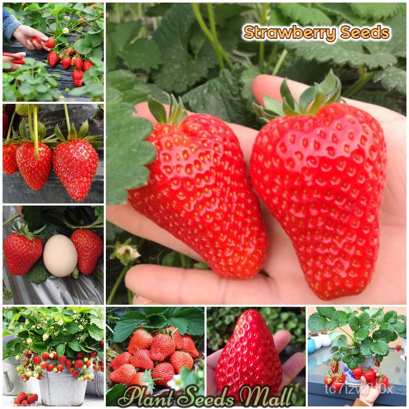 spot seeds100 pcs Sweet Strawberry Seeds Hybrid Bonsai Fruit Tree Seeds