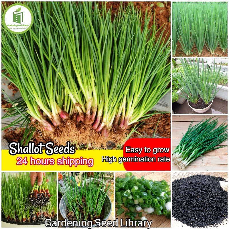 [24 Hours Shipping] Potted Shallot Seeds (1 Pack 200pcs) Bonsai Seeds ...