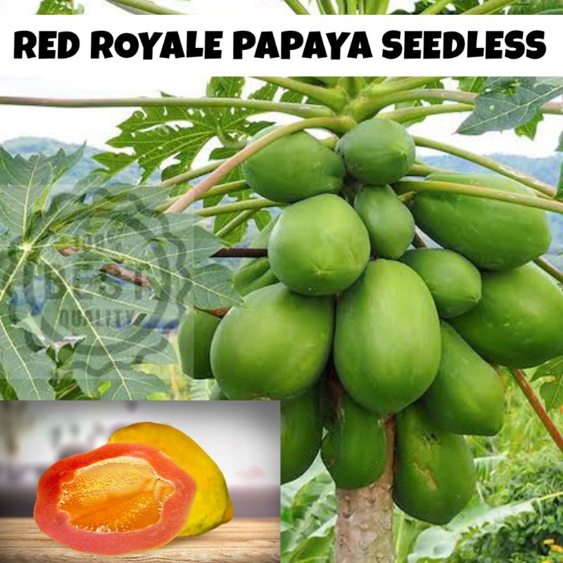 SEEDLESS PAPAYA / RED ROYALE - 10 SEEDS (1PACK) | Shopee Philippines