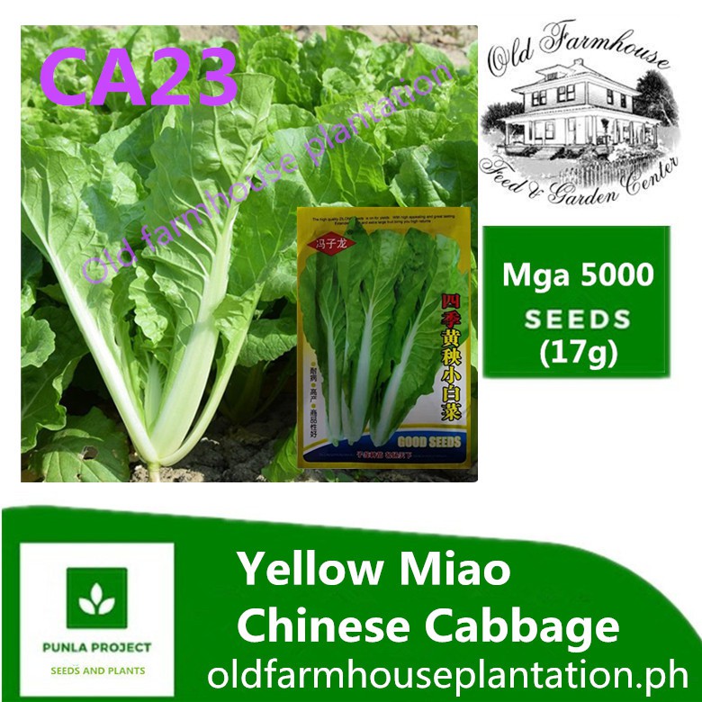 100pcs Pechay Seeds Yellow Miao Chinese Cabbage Seeds Vegetable Seeds ...