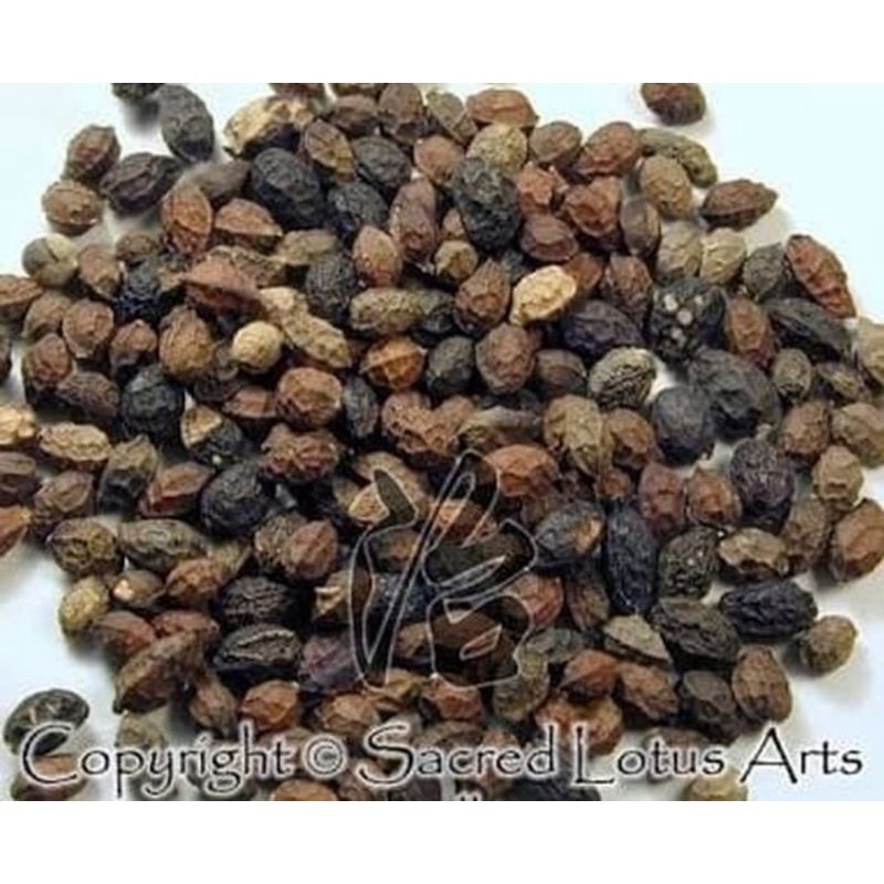 300 G GR GRAMS KU SHEN ZI YA AND ZI JAVA BRUCEA FRUITS | Shopee Philippines