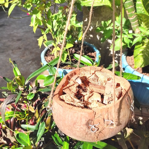UCHN 1PC Coconut hanging pot/ Pot made from coconut husk with abaca