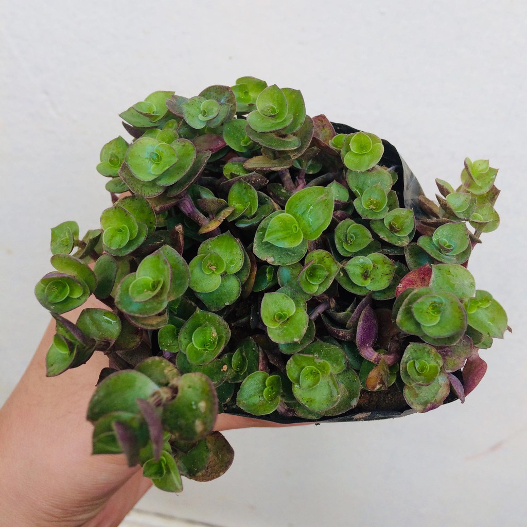 TURTLE VINE SUCCULENT Shopee Philippines
