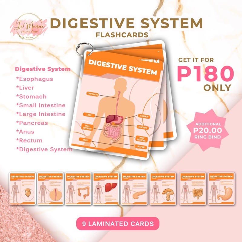 Le Marae Shop Laminated Flashcards DIGESTIVE SYSTEM Shopee Philippines