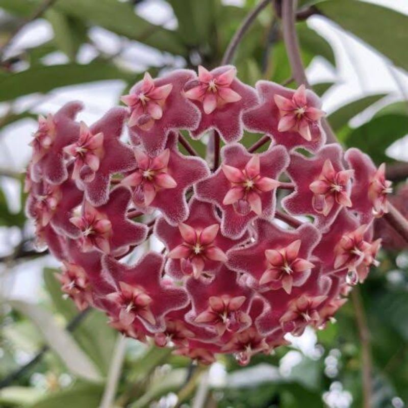 HOYA PUBICALYX VARIETIES (round leaf; pink dragon; blooming size ...