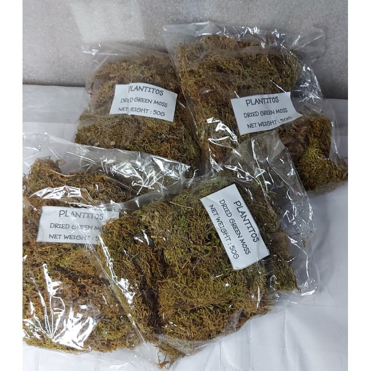 Terrarium/Dried Green Moss for Plants