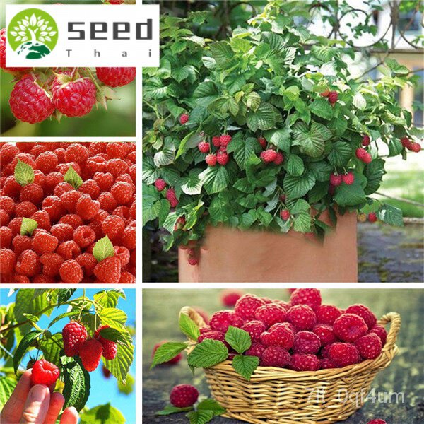 （รับประกันหลังการขายงอก100）1000PCS Rare Delicious Raspberry Fruit