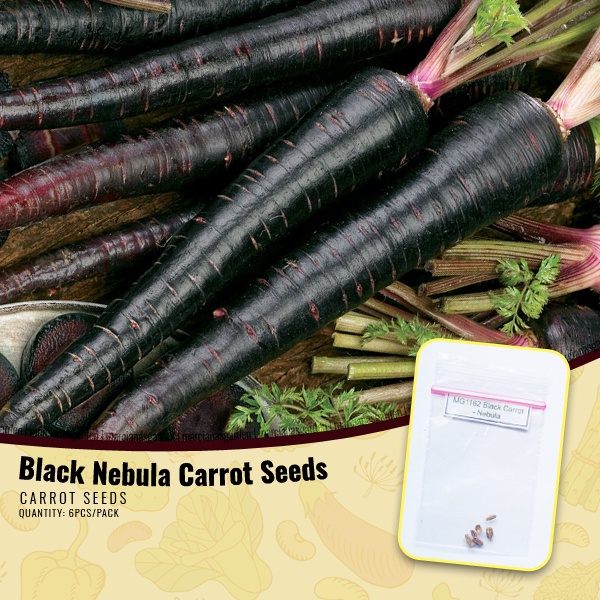 Black Carrot Seeds - Nebula Carrot Seeds | Shopee Philippines