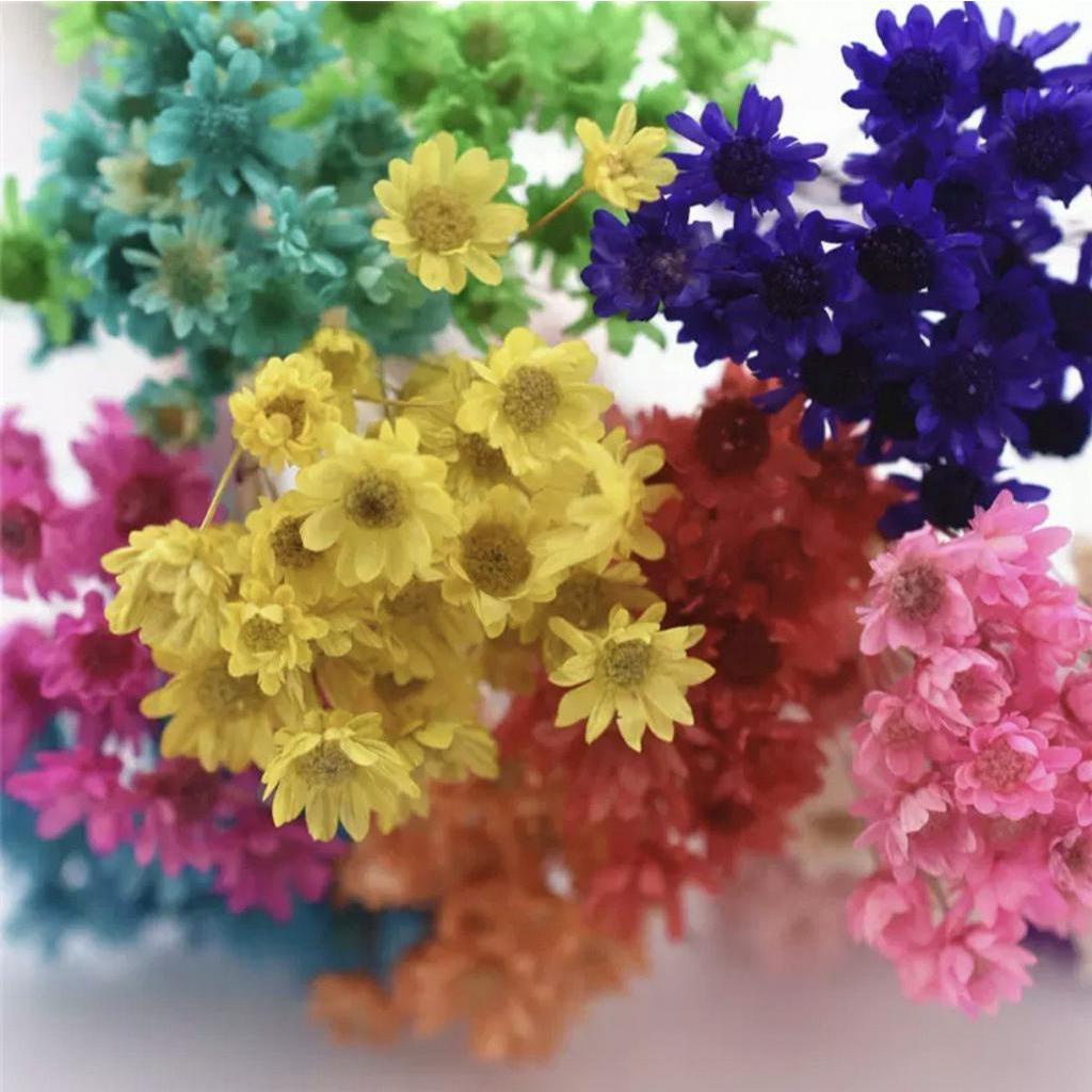 Dried Snowy flowers 5s Star Frozen flowers Hill Flower Flower