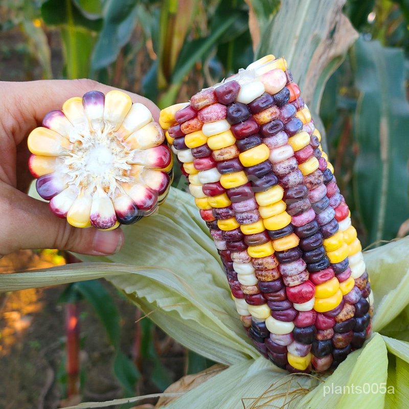 [COD]Sweet Waxy Rainbow Corn Seeds for Planting 20 seeds, In - Hybrid ...