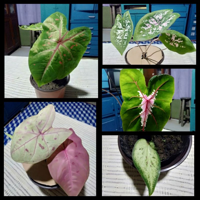 CALADIUM VARIETIES (GROUP-ABC) | Shopee Philippines
