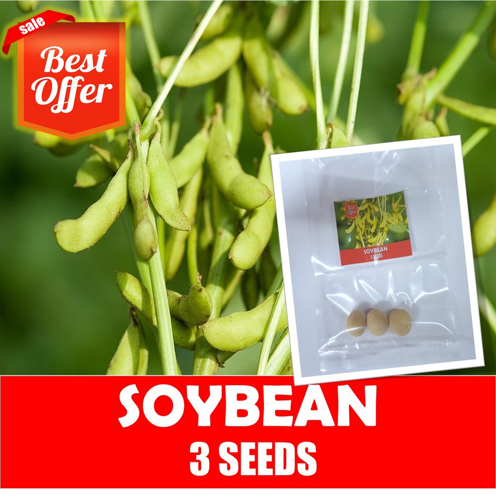 SoyBean Seeds Vegetable Seeds Shopee Philippines