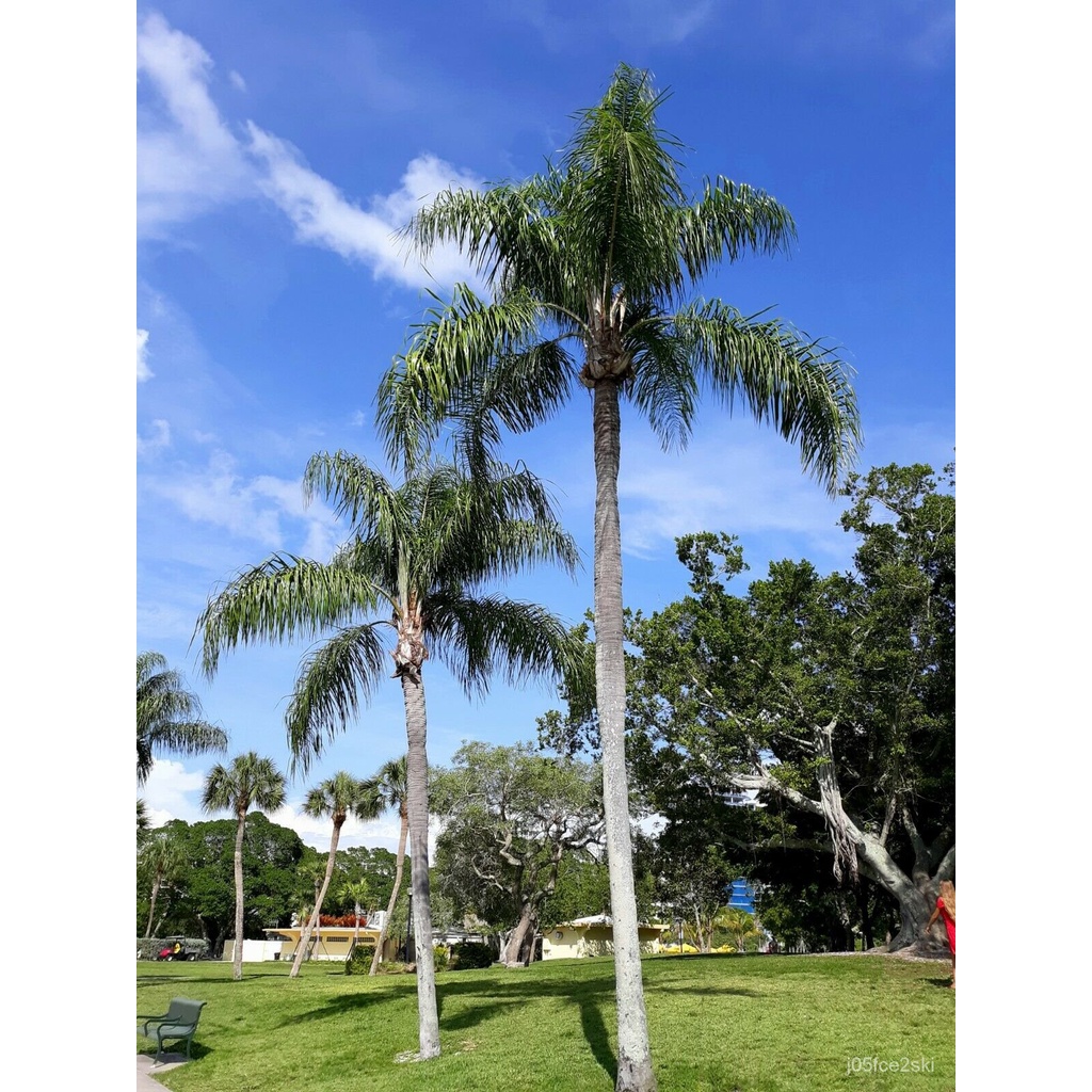 Guaranteed germination rate Queen Palm Cocos Plumosa Syagrus ...