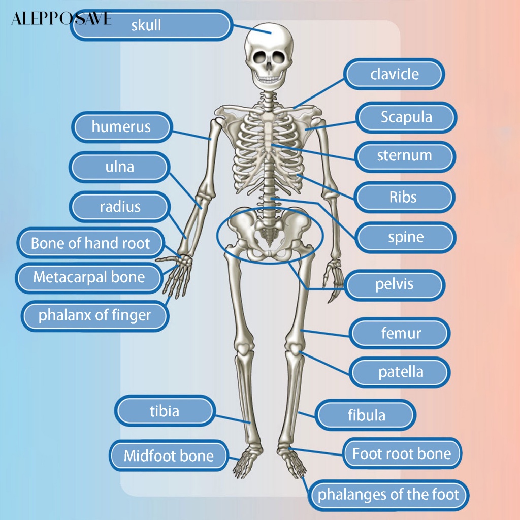 New* 1 Set Body Skeleton Toy Anatomy Human Biology Mini Body Skeleton