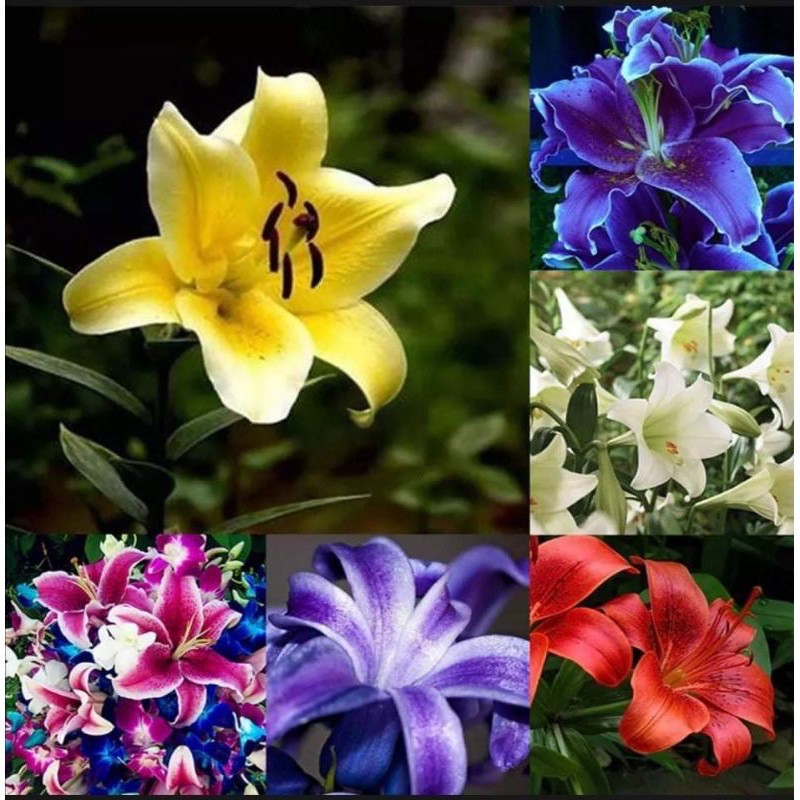 LILI FLOWER PLANT SEEDS Shopee Philippines