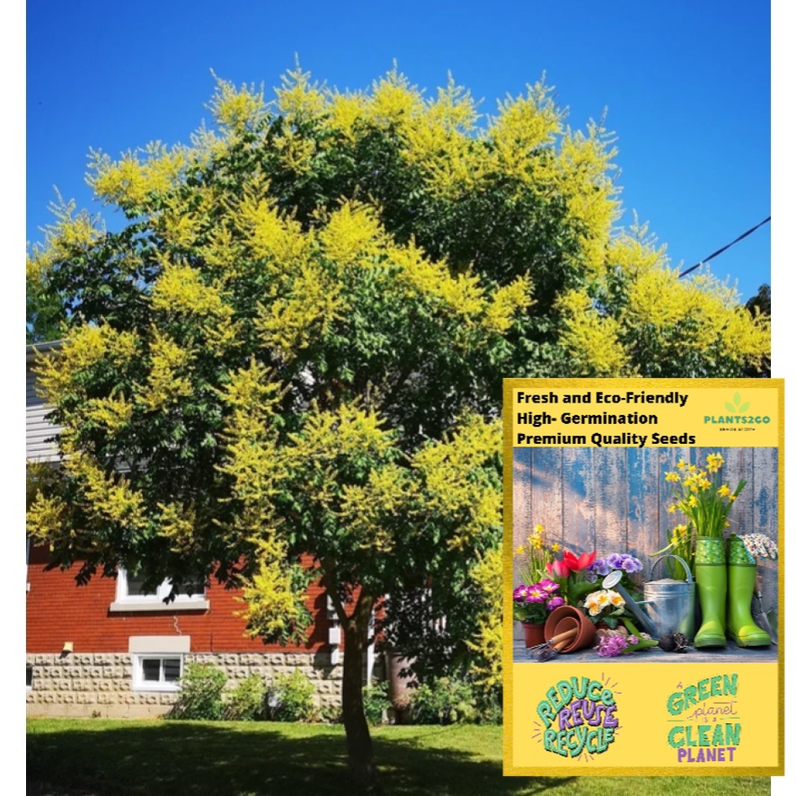Golden Rain Tree K34 1 Gram of High germination Flowering Plant tree seeds P2G Shopee Philippines