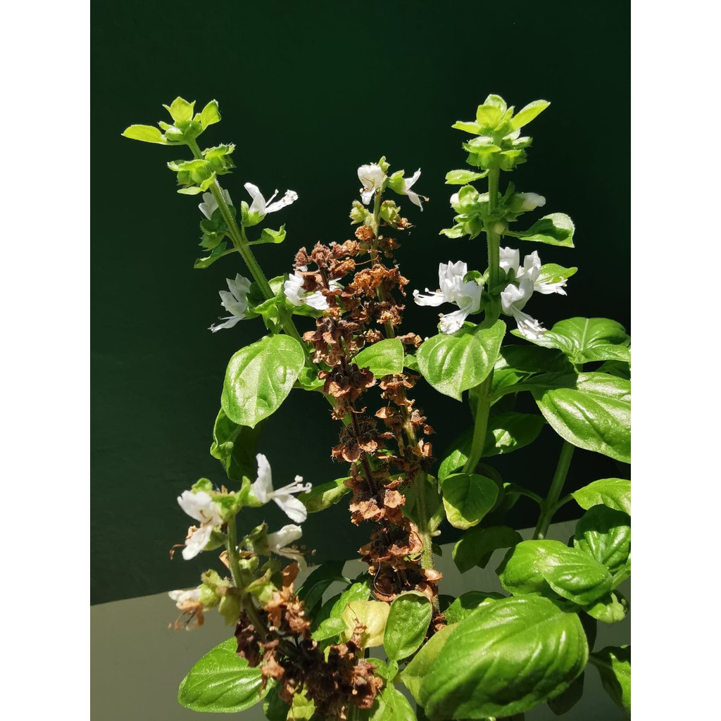 Basil Seed Pods (50pcs per pack) Shopee Philippines