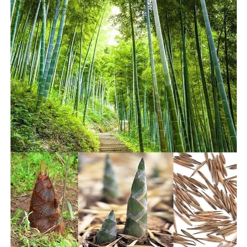 Guadua Bamboo Seeds Phyllostachys Edulis Moso Bamboo Portugal - Bambu Batu  Giant Moso Bamboo Seed