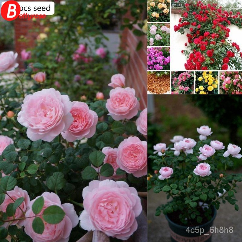 spot seeds100 seeds Climbing Rose Seed Outdoor Potted Bonsai Plants ...