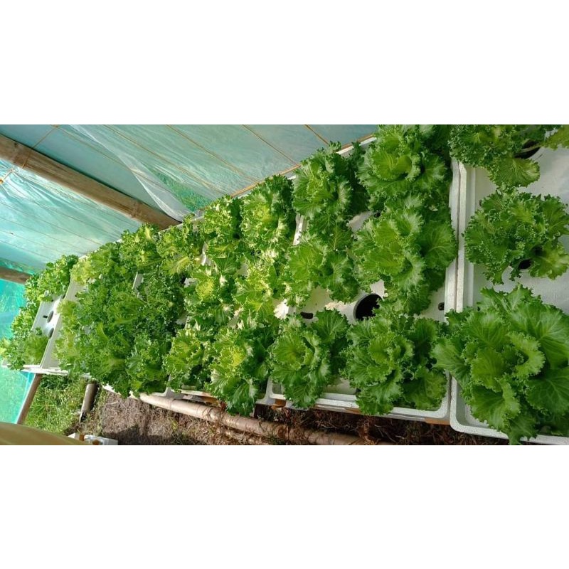 PLASTIC LINER Hydroponics Set Up Styro Box(PLASTIC LINER ONLY) | Shopee ...