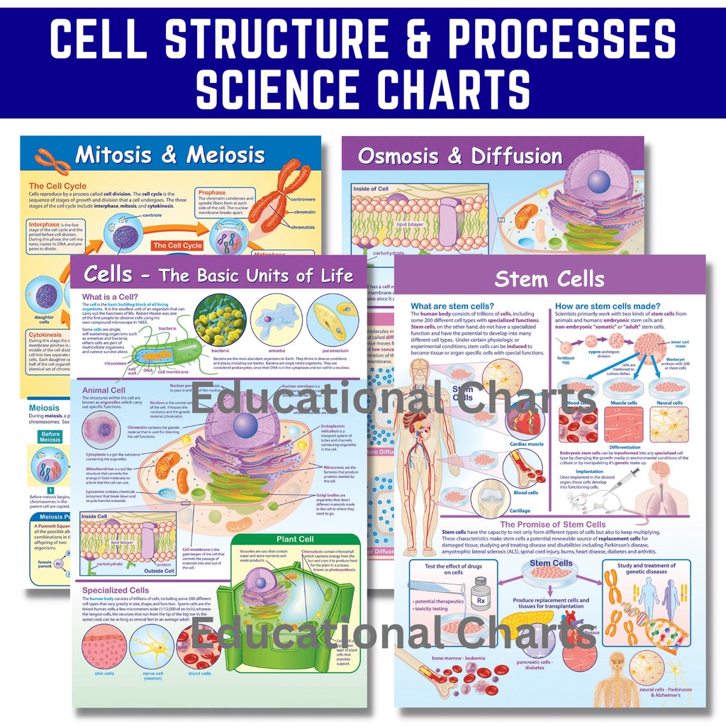 Cell Structure And Processes Science Charts Posters , Mitosis Meiosis 