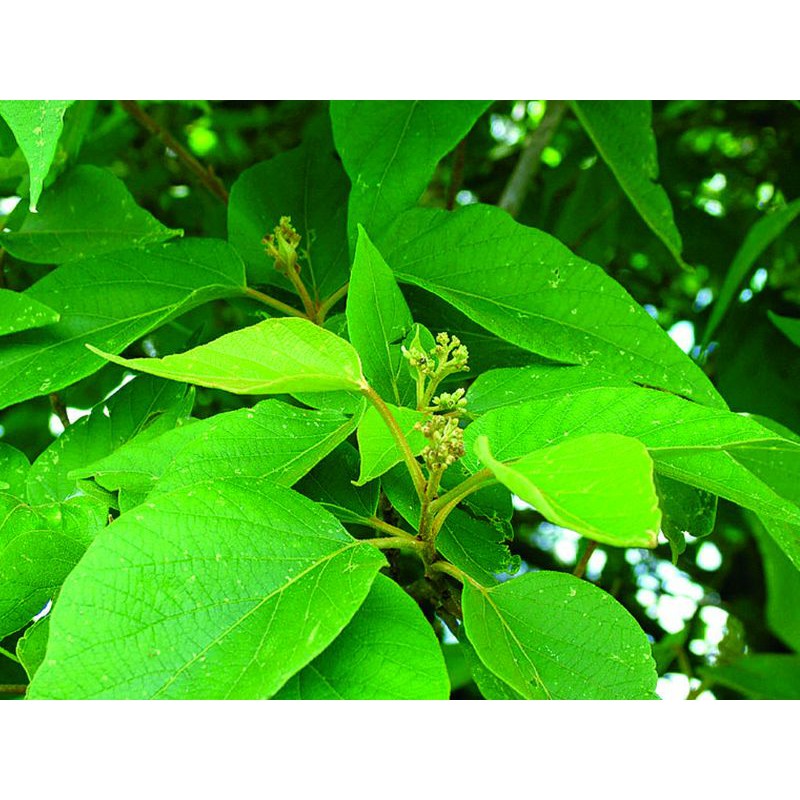 Alagaw Premna Odorata Philippine Medicinal Herbs 9485