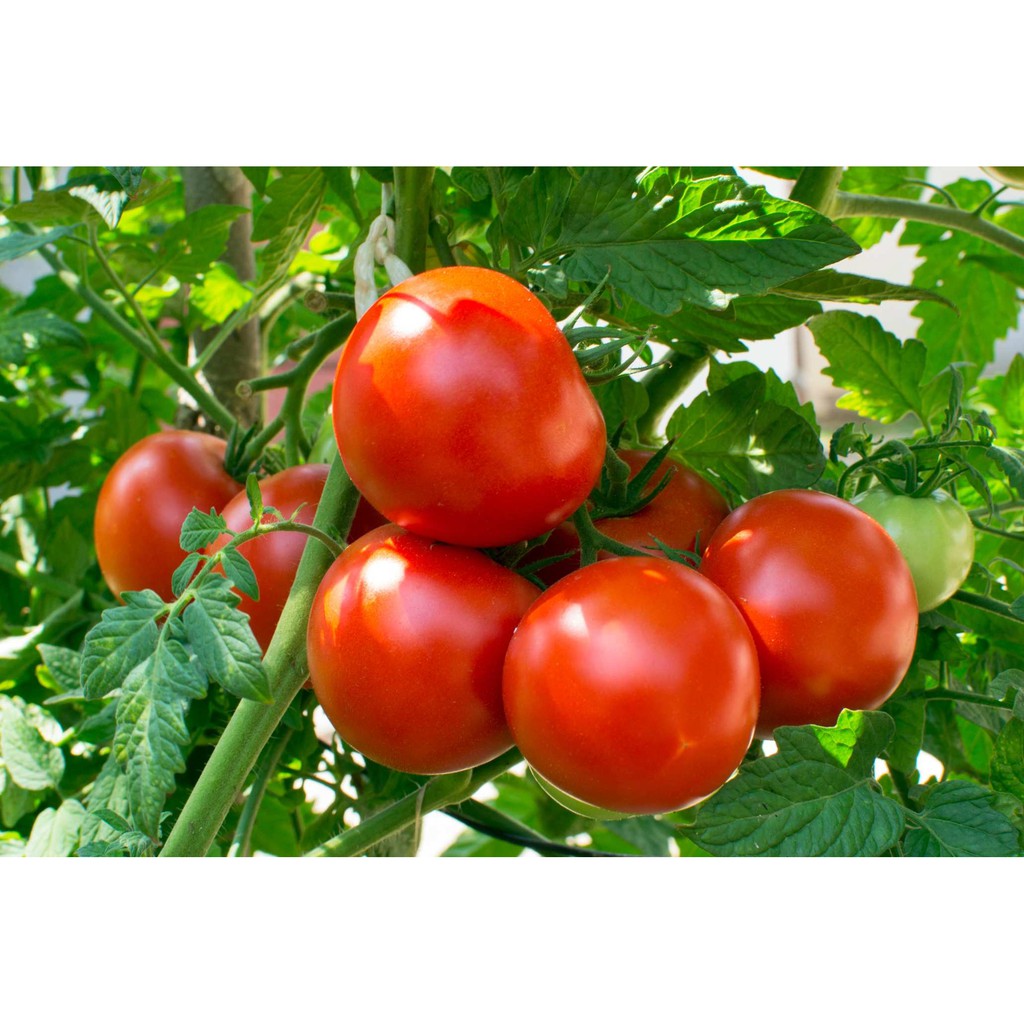 American Big Sweet Red Tomato Vegetable Seeds ( 200 seeds ) - Basic ...