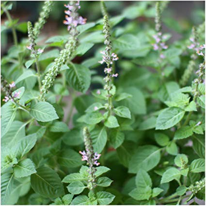 Holy Basil Seeds Holy Thai Basil Shopee Philippines